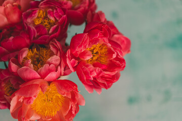 closeup of bouquet of coral peonies with turquoise background