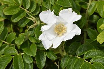 Dutch (Zeeland) beach area full of floral variation.