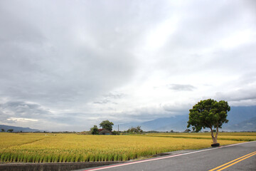 Fototapeta na wymiar 台湾台東県の伯朗大道 田園風景や農業 Rice field in Taiwan and Agreculture