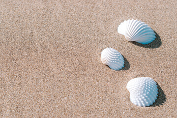 Summer holiday poster with seashells, starfishes on sand ocean beach background. Summer vacation and product advertisement concept.