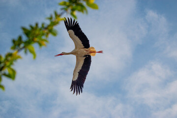 Obraz premium Stork in flight