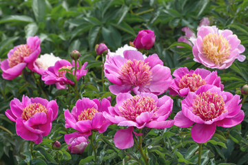 Fototapeta premium Peony Neon - one of the most popular 