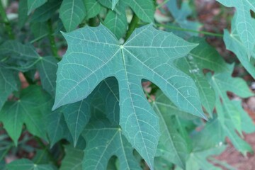 leaf with dew drops