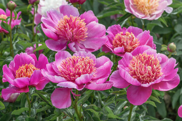 Peony Neon - one of the most popular 