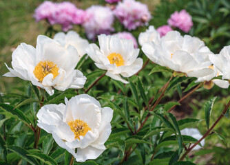 Peony  Le Jour - magnificent flowers that look like a white saucer, consisting of lower petals, bent at right angles and located on this saucer of bright yellow core.