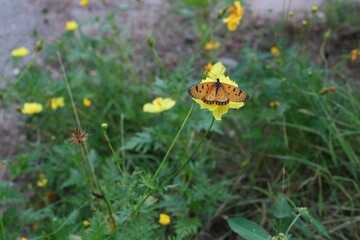 flower in the garden