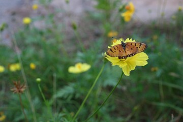 butterfly on a yellow flower