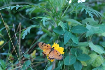 butterfly on flower