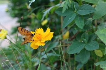 butterfly on flower