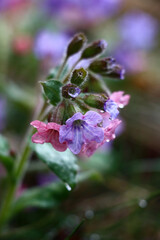 In a garden has expanded and blossoms small flowers pulmonaria saccharata.In total in water drops after a rain.