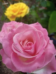 pink rose