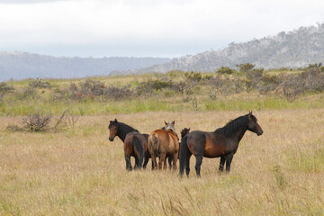 Wild horses brumbies grazing in open grassy field