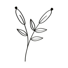 sketch leaves branch