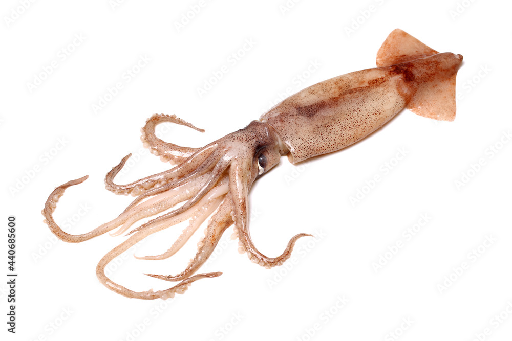 Poster Fresh squid isolated on white background 