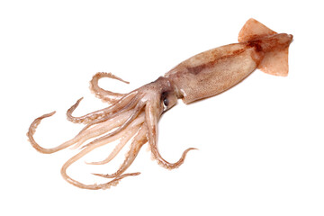 Fresh squid isolated on white background 