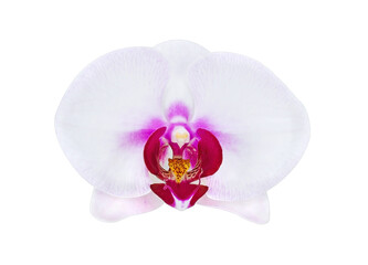 Phalaenopsis orchid on white background