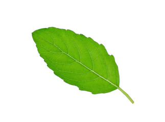 Basil leave  isolated on white background