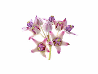 Calotropis  flower on white background