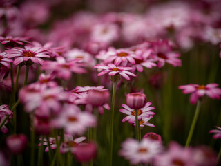 Rhodanthemum Flowers