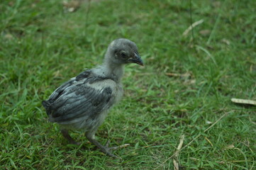 A chick playing in the yard