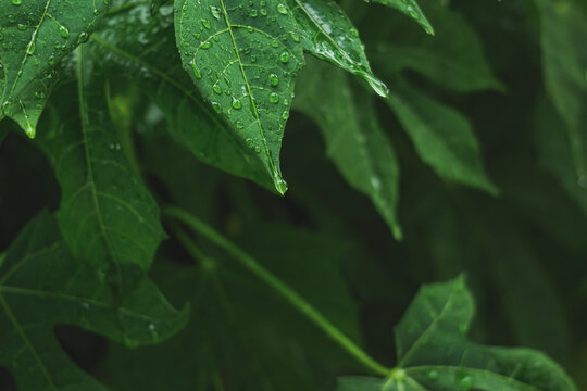 Chaya Spinach plant with rain water drop. Tree spinach or Cnidoscolus Chayamansa herbal in nature.