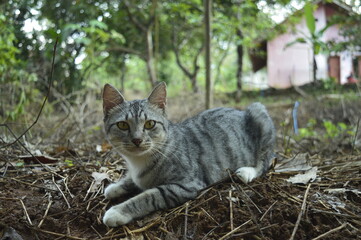 Naklejka na ściany i meble White and black striped cat playing in the garden