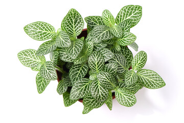 home plant in pot 