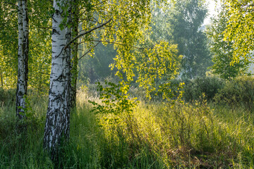 Sunny morning. A little fog. The sun's rays make their way through the branches.