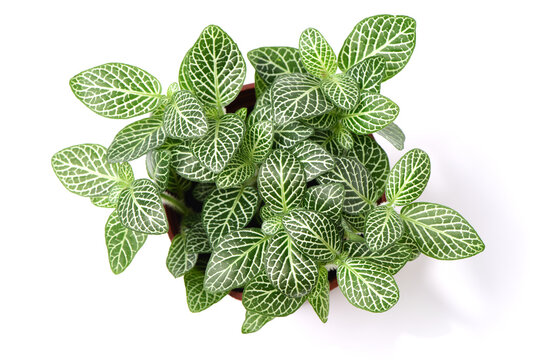 home plant in pot  - Powered by Adobe