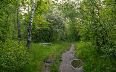 Fototapeta premium The road leads through meadows and woodlands. The nature is picturesque. Tourism.