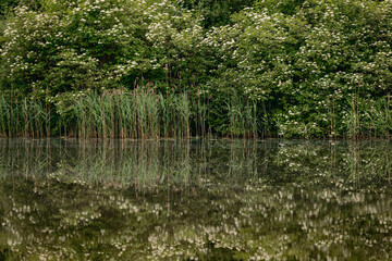 guelder rose blooming on pond bank. Calm mirror water surface reflects everything on shore, guelder rose bushes, young spring reeds and trees in the forest further. Peaceful June evening in Latvia.