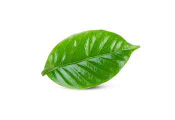 Obraz premium leaves of arabica coffee on white background.