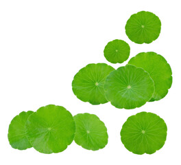 Centella asiatica leaf on white background