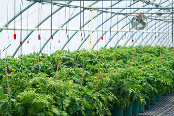  growing plant inside the greenhouse