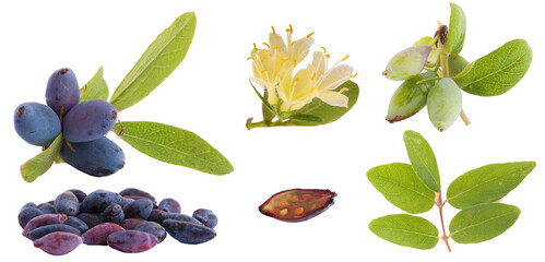 Honeysuckle berry, cycle of growth and ripening of a plant on a white background