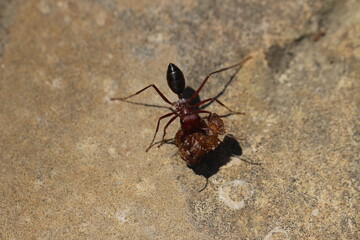 ant on the ground