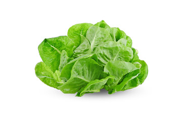 Lettuce leaf  on white background