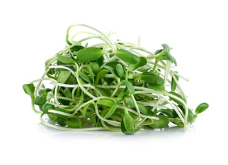 Sunflower seedling on white background