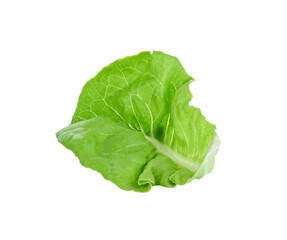 Lettuce leaf  on white background