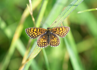 Butterfly on the green grass. Assman's Fritillary (Melitaea britomartis) with outstretched orange wings on a blurry background. Nature of the Novosibirsk region, Siberia, Russia