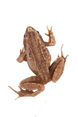 Grass brown frog sitting on a white background