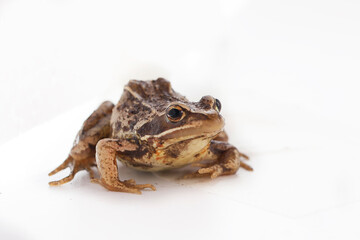 Grass brown frog sits on a white background and looks ahead