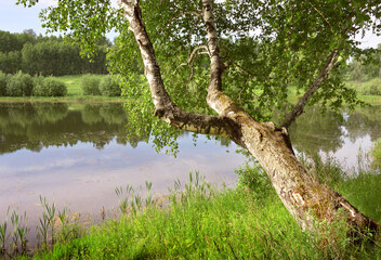 Birch over the lake in the forest. The trunk of a tree with thick foliage leaned over the water...