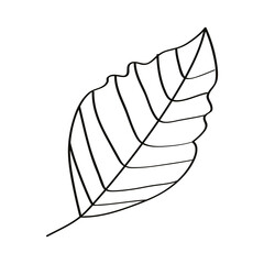 leaf nature icon