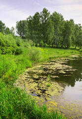 The shore of a forest lake. Thick grass, reflections in the water, green birches in the distance on the slope. Nature of the Novosibirsk region, Siberia, Russia