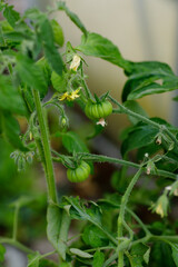 Small green tomatoes ripen in the greenhouse in summer. Growing vegetables, tomato plants.