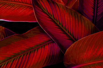 abstract background, closeup colorful 
 red leaves texture
