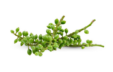 Antidesma thwaitesianum fruit on white background