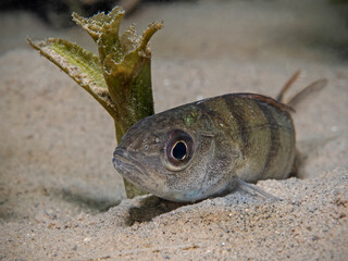 Perch on a sandy bottom