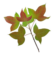 Maple leaf on white background